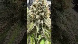 🎥 Last look before harvest 👑🌿 #growlife #greenqueen #indoorgrowing #growjourney #cannabislove