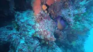 Spotted Blue Yellow Grouper 8 months later