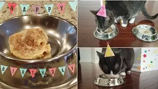 Homemade Ice Cream for Cats 🍦🍨