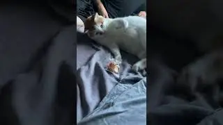 Kitty VS Fortune Cookie 🥠 🐱 #shorts #catvideos #funnycats #catshorts #cattoys