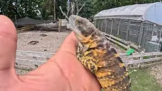 Banana Pectinata ID#1459 Mexican Spiny tail iguana  16