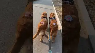 Как мило выглядят эти собаки, когда они маленькие 😍 ~#шорты