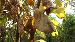 The Teak tree and its dry leaves fallen on the ground ;