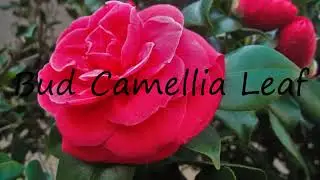 How to say Bud Camellia Leaf in English?