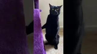 Heat makes things expand Watch this crazy reaction #cat #funny #fyp
