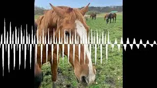 #367 Mein Pferd ist alt geworden. Und jetzt? - Der Pferdepodcast