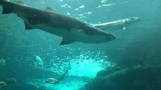 Florida Aquarium Video