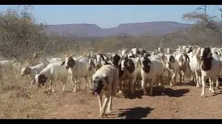 SOUND GOAT HERD MOVING - SOM DE REBANHO DE CABRAS EM MOVIMENTO - SOUNDS FOR YOUTUBERS