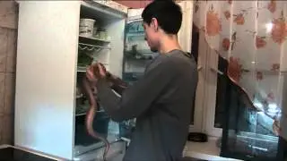 MOV017