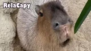 幸せの時間　カピバラ劇場　Capybara　Happy time