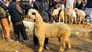 Mundra chatra big frame live sado Teddy bakre full video dekhien HS GOAT FARM 🐐