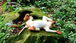 What happened to poor orphaned monkey Rojo, He is looking sad