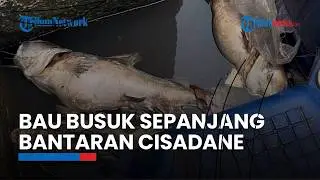 Ikan Mati Sebabkan Bau Busuk Sepanjang Bantaran Sungai Cisadane