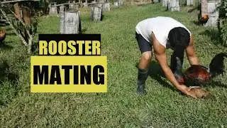 ROOSTER MATING & CHICKEN EGG LAYING CYCLE l Farmers Family Life