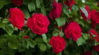 Happy Rose day Status 2023 /Rose Day, Rose Day 2023, Happy Rose Day
