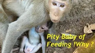 So Pity Cute Baby Monkey Duke!What Duchess Doing Like with Baby feeding Milk