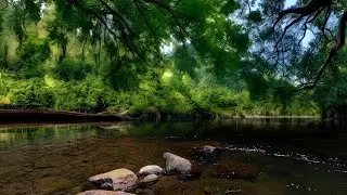 Peaceful Indonesian Forest: Relaxing River Sounds & No Birdsong for Deep Sleep and Calm Mind