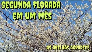 JUREMA PRETA E SUA IMPORT&Acirc;NCIA PARA AS ABELHAS 