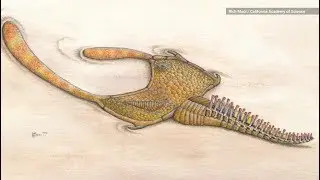 Mystery Creature ID'd From Newly-Discovered Gut Fossils