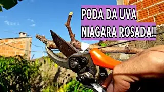 PODA DA UVA NIAGARA ROSADA | TUTORIAL COMPLETO!!