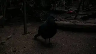 Canon HV40 Low Light Test (using exposure lock trick)