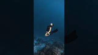 Rise. #underwater #freedive #freediving #philippines