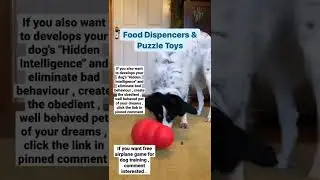 dog training tips | dog training videos | brain training dogs #shorts
