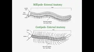 Copulation duration Allometry in Worm-likeMillipedes (Diplopoda: Chilognatha: Helminthomorpha)