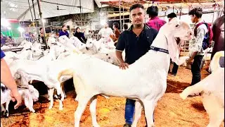 Jogeshwari Bakra Mandi |Al- Quresh Goat Farm Ke Shandar Gulabi Sojat Bakre In Jogeswari Bakra Mandi