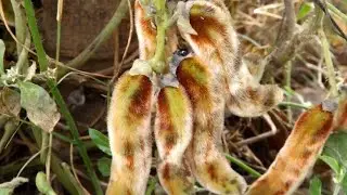 Cow itch
