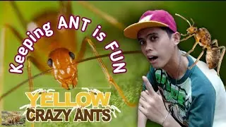 How to Start your ANT COLONY | KEEPING ANTS IS EASY | ANT KEEPING | PET ANTS | YELLOW CRAZY ANTS |
