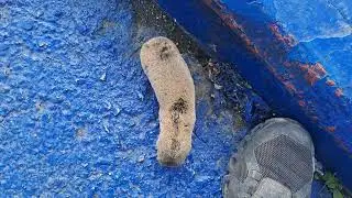 חולד ארץ ישראלי Palestine Mole Rat, Spalax.