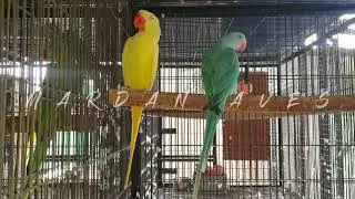 MashAllah Lutino Pair of #Alexandrines 2025 @ #MardanAves Farms 🇵🇰