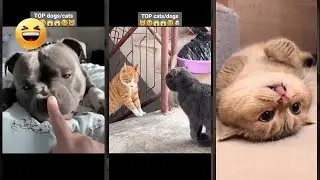 Cat videos 🐱 Cat Fight 🐱 #lifeandcats Episode 5295