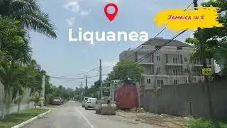 Liquanea | Jamaica