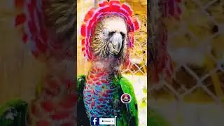 Omg 😲 amazon village this parrot | parrot videos #parrot #shorts