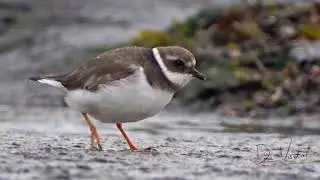 Bontbekplevier in winterkleed / Common Ringed Plover / Charadrius hiaticula