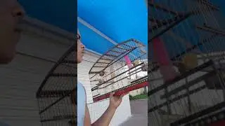 MEU SIBITE CANTANDO MUITO