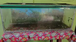 Easy Step-by-Step Guide: How to Clean a Big Aquarium