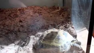 Natural Sunlight for tortoises indoors