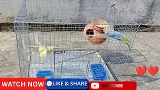 //Authentic budgerigar birds beautiful flying//#birds #budgerigar #youtube 
