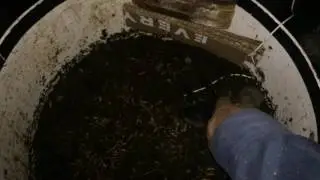 Black Soldier Fly Larvae density in DIY compost bin