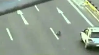 Dog rescued dog