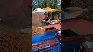 This is an activity of rural farmers harvesting pine nuts