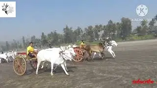 murud bailgadi sharyat 2023 part 1 #bailgadi sharyat # alibag bailgadi sharyat