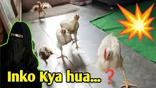 Choozo ko lunch mein aaj kya mila | choozo ka Favourite khana | pura Ghar ganda kar diya.