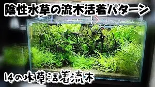 陰性水草の流木活着パターン【ADAｷｭｰﾌﾞｶﾞｰﾃﾞﾝ90series】14の水草活着流木