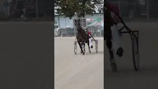🥰🥰 #shorts #short #harnessracing #standardbred #horses #fyp #fypシ #nickiminaj