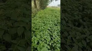 Chia Seed #farming #trending click link 👇 Discription