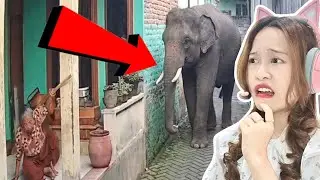 Video AI atau Asli?
